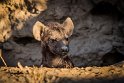 021 Timbavati Private Game Reserve, gevlekte hyena